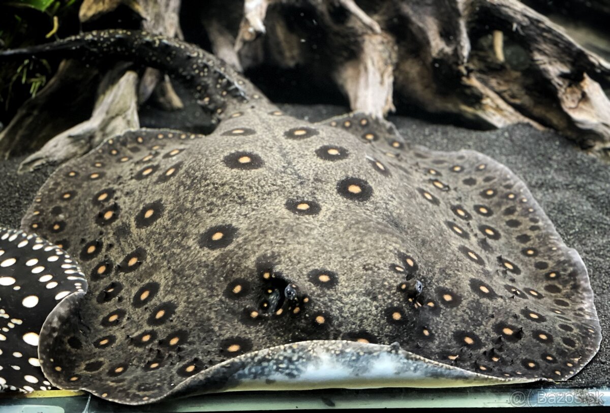 Predám akvárium komplet - 15