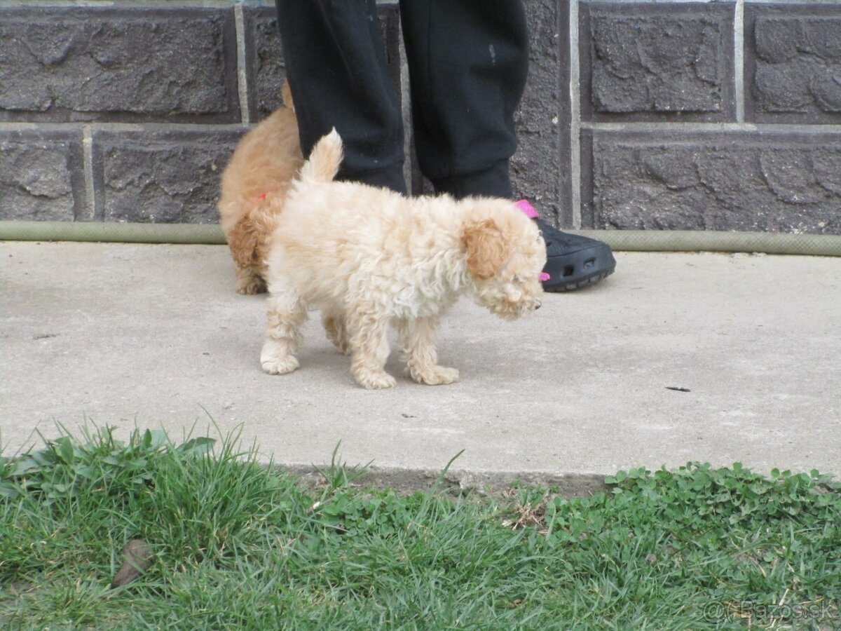 Pudel toy apricot white - 15