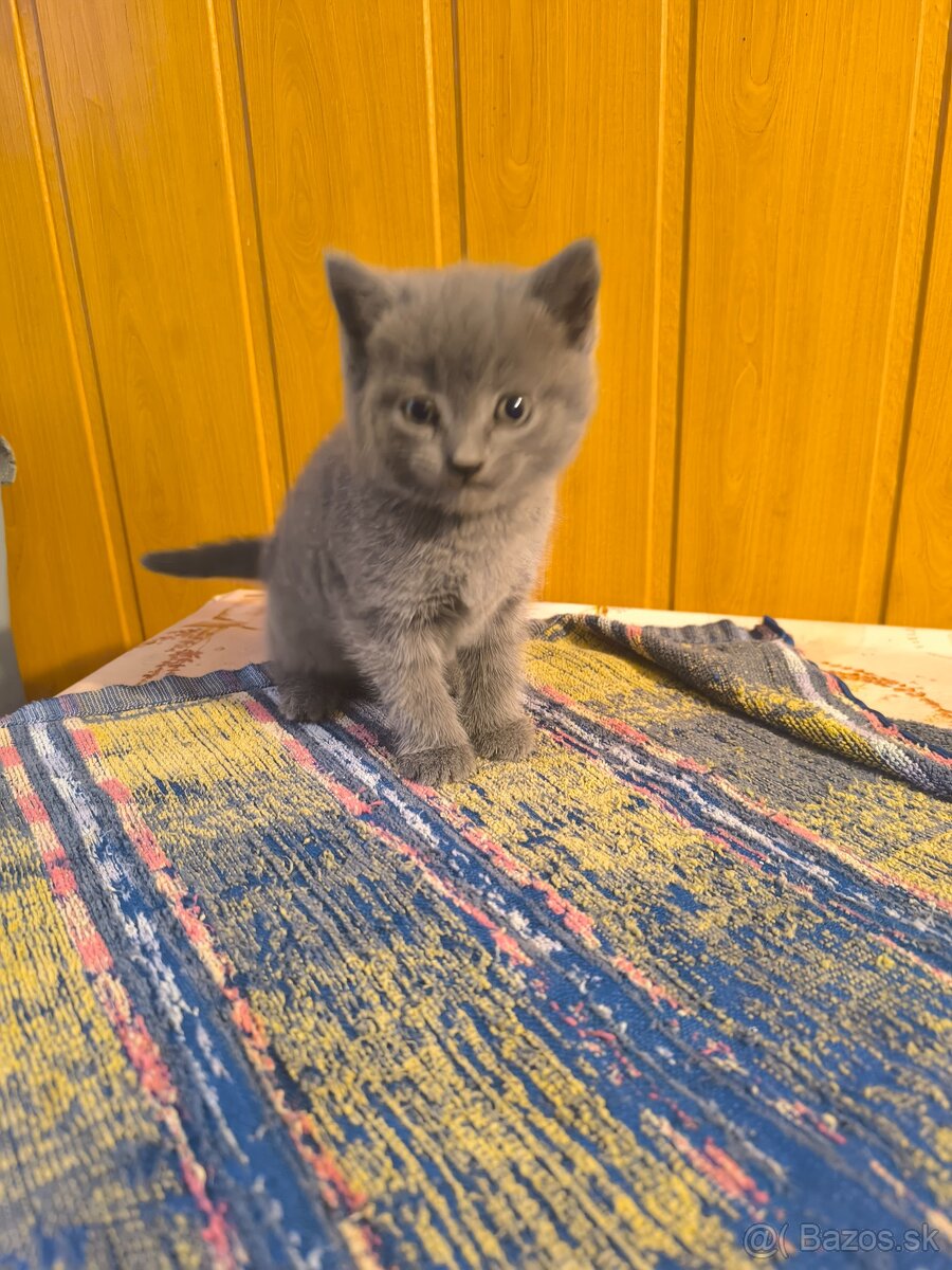 Britská modrá mačička - 15