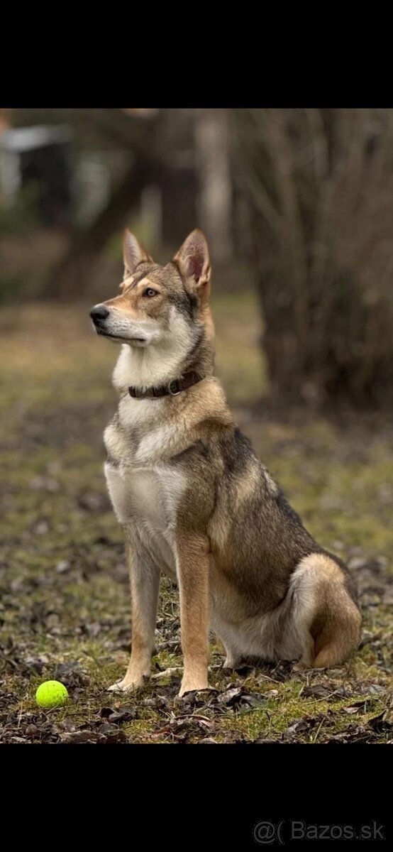 Saarloosov vlčiak - 15