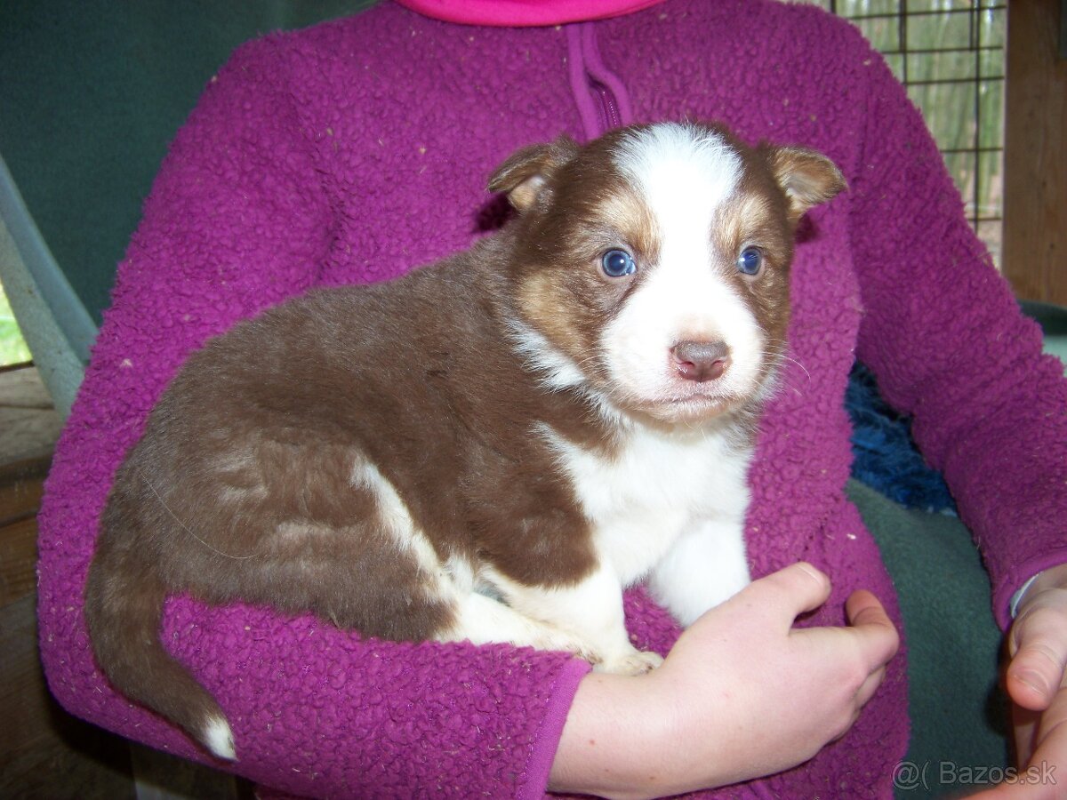 Border kolia čistokrvne šteniatka - 15