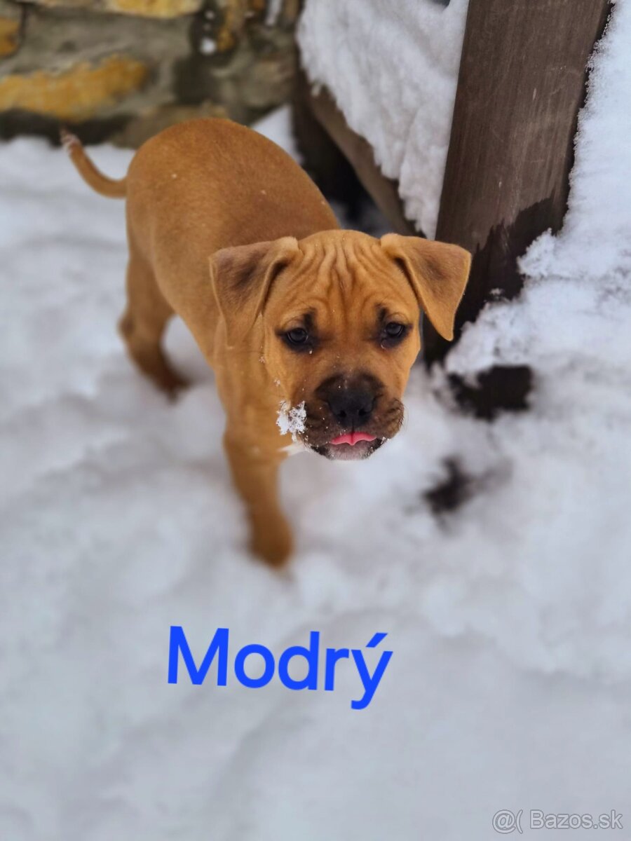 Americký stafordširský teriér - 15