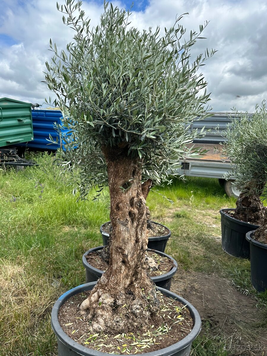 Predám Olivy Bonsai - 15