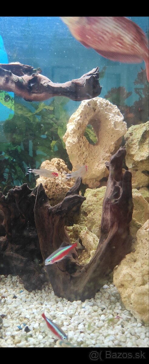 Predám panoramatické akvárium 200l, komplet alebo zvlášť - 15