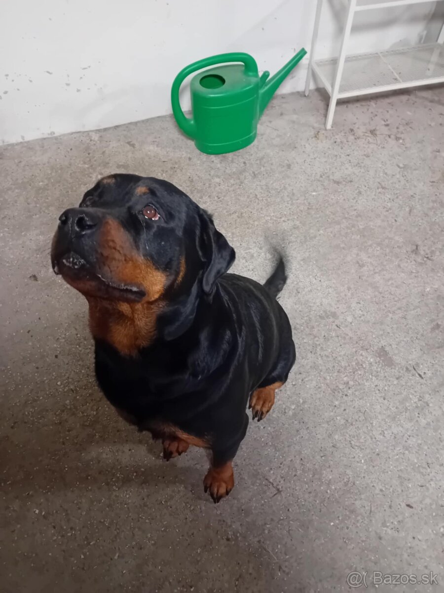 Šteňatá Rottweiler - 15