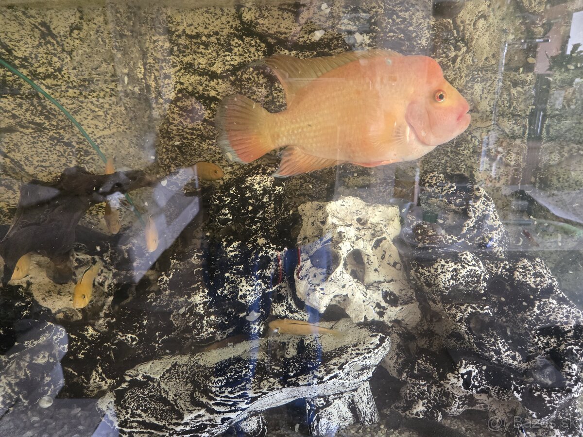 Komplet Aquarium Aquatlantis 420L - 15