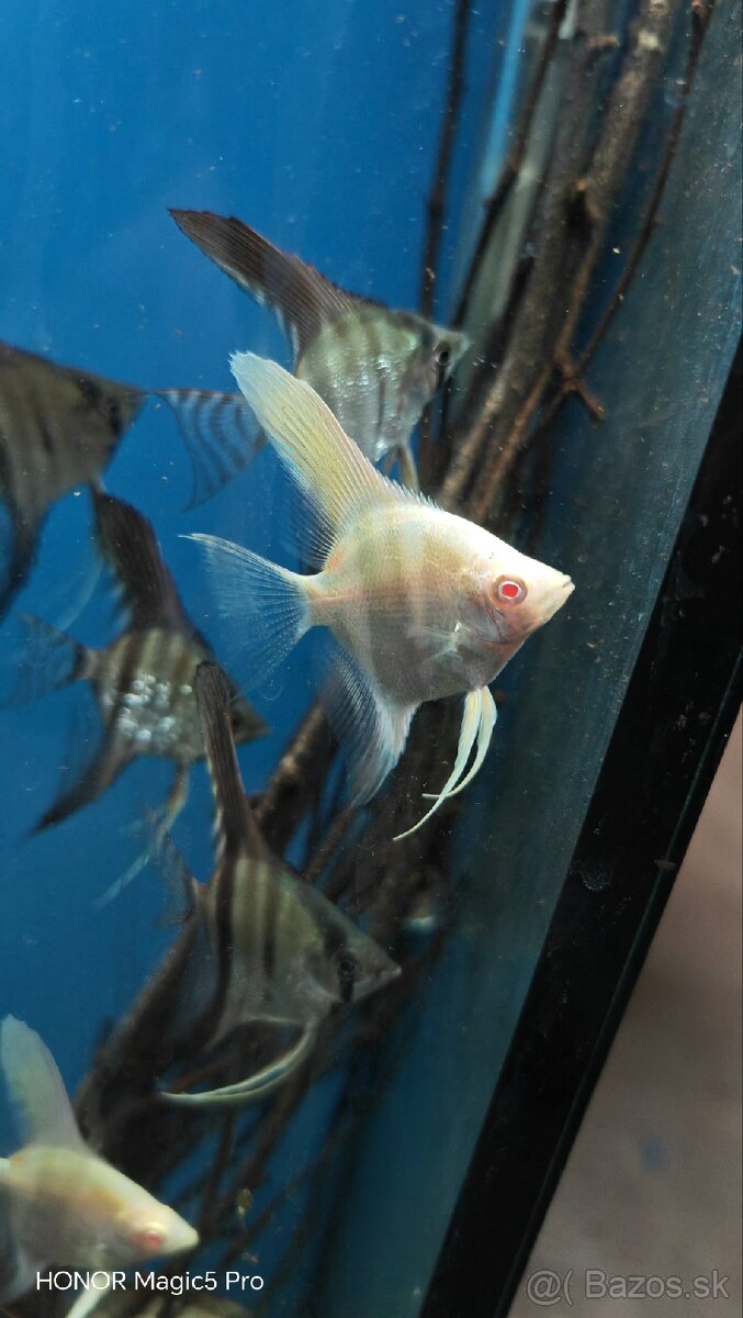 Americké cichlidy - 15