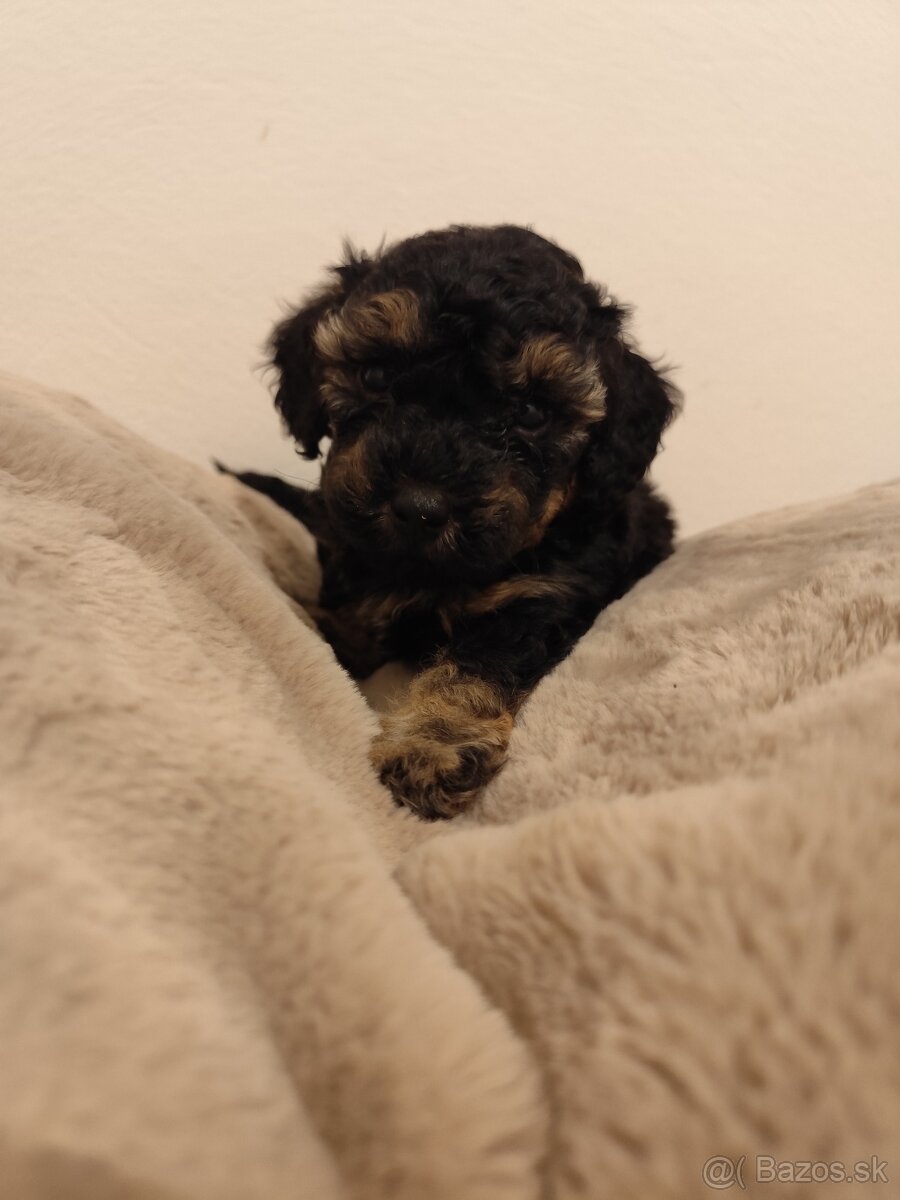 Pudel trpasličí - 15