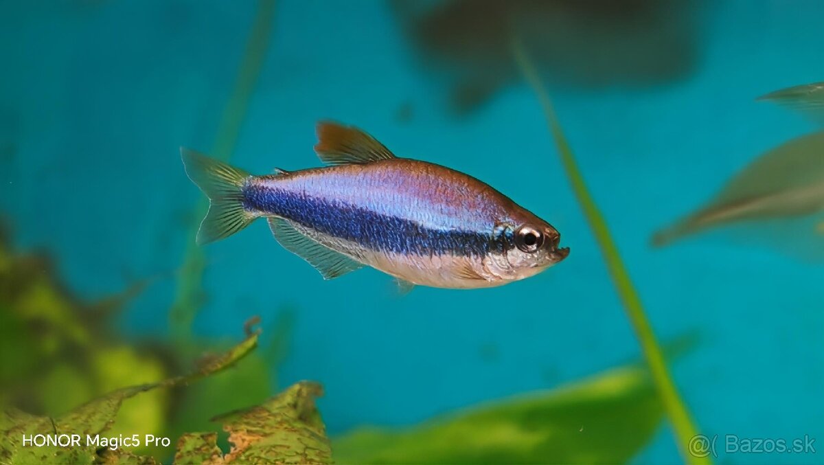 Akvariové ryby (raritky) k odberu - 15