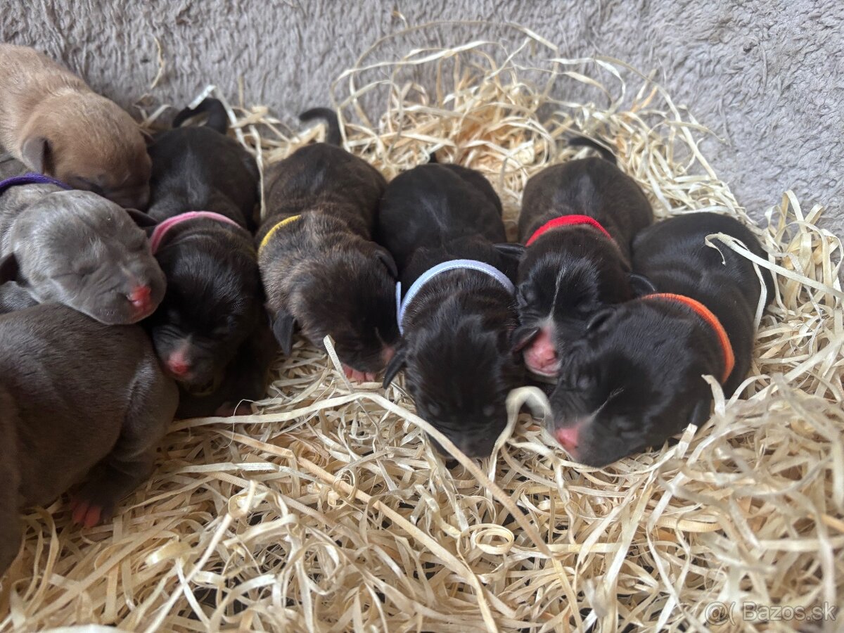 Americký stafordsirsky terier, Stafford, amstaf - 15