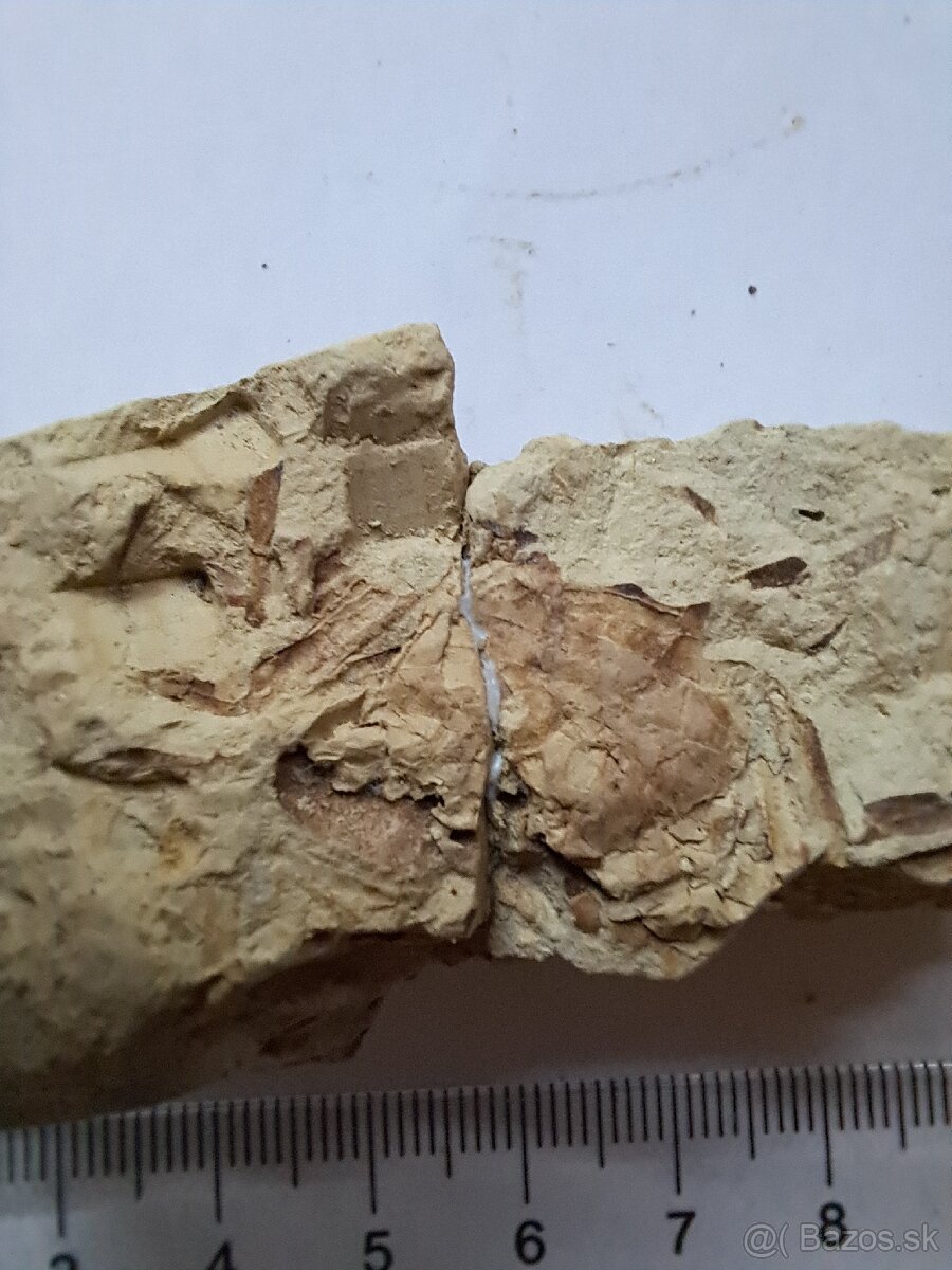 Zbierka fosílií - 15