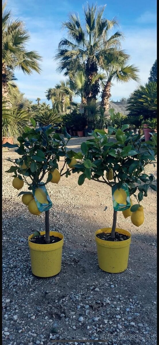 Stredomorské rastliny a palmy - 15