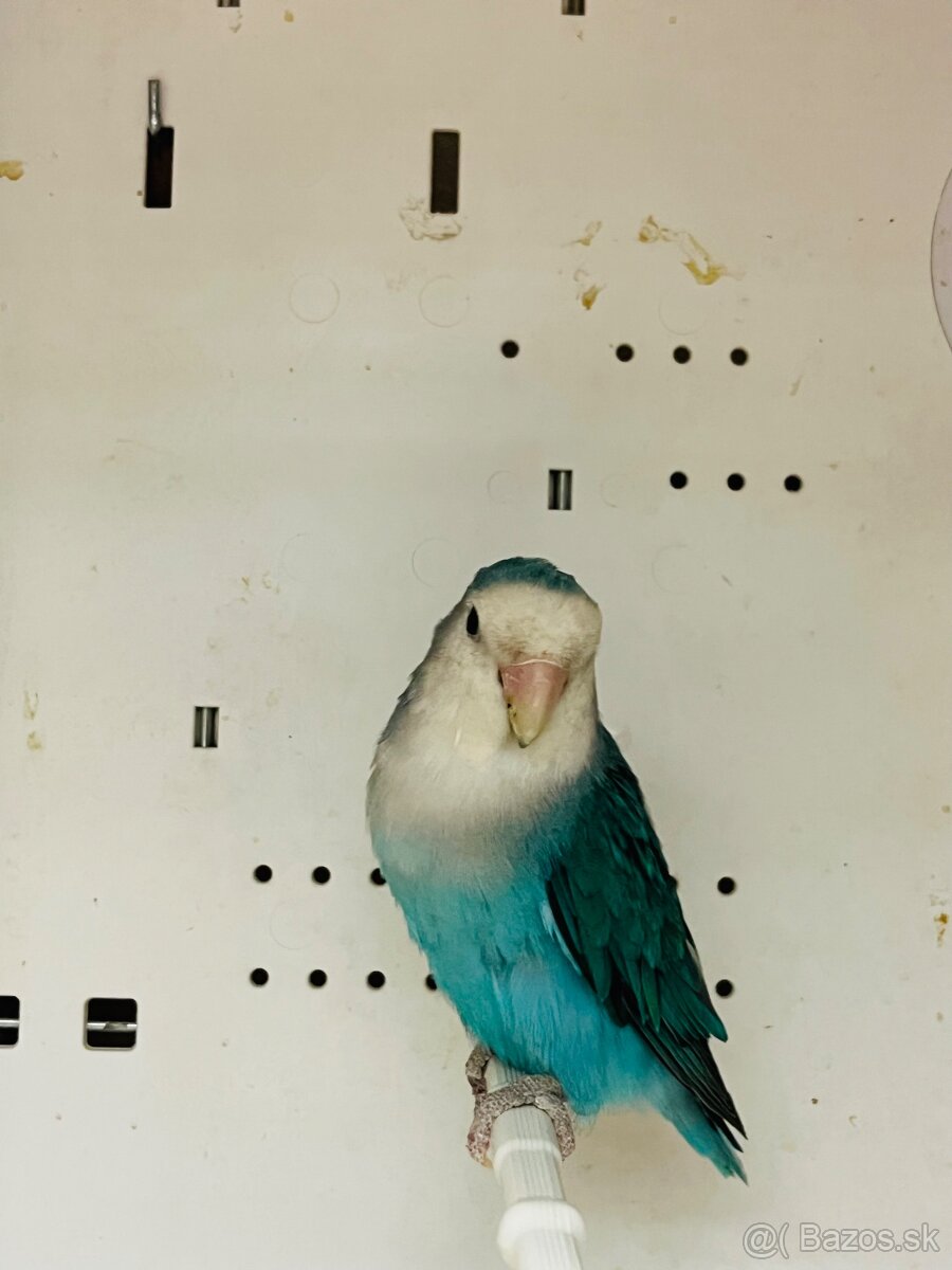 Agapornis Roseicollis - 15