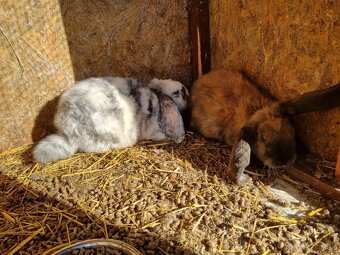 NOS ,FRANCUZSKY BARAN - 15