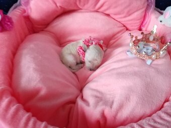 ❤️Pudlik extra mini toy ❤️ - 15