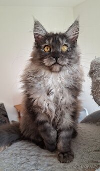 MAINE COON - Mainská mývalia s PP - 15