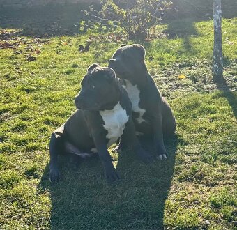 American Bully XL - 15