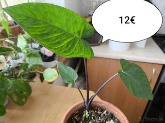 Izbové rastliny - 15