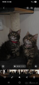 Maine Coon - 15