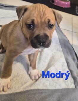 Americký stafordšírsky teriér - 15