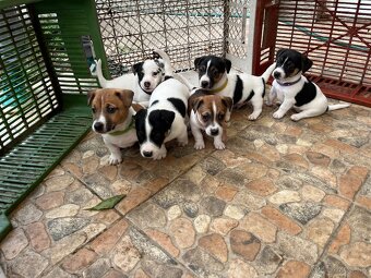 Tricolor Jack Russell šteniatka - 15