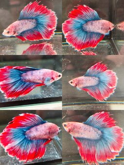 Betta Splendens - Bojovnica Pestrá. - 15