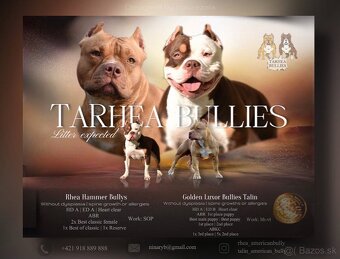 Psík American bully s pp na predaj - 15
