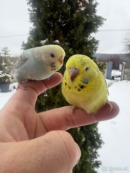 Andulky mlada Maznačik - 15