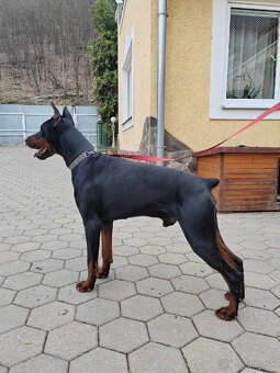 DOBERMAN ŠTENIATKA S FCI P.P - 15