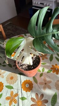 monstera albo variegata - 15