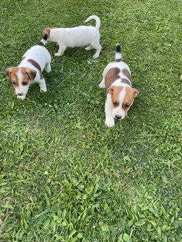 Jack russel terier - 15