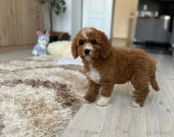 Cavapoo psík - 15