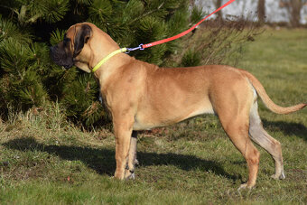búrský buldok- boerboel-feny-garance zdravých kloubů - 15
