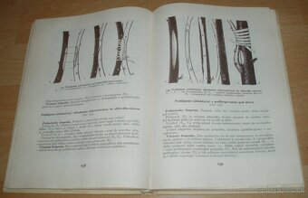 Štepenie, očkovanie a preštepovanie drevín - 15