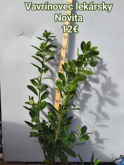 vavrínovec, červienka, cyprusovec, živý plot - 15