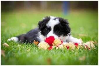 Border Collie Border Kolia s PP FCI - 15