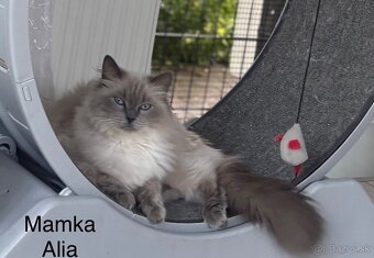 Ragdoll mačiatka s PP - 15