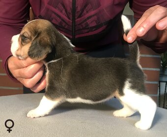 Bígel Beagle Bigl s PP FCI - 15