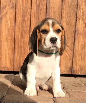 Bígel Beagle Bigl s PP FCI - 15