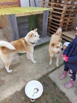 Akita Inu - 15