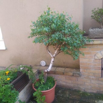 ▶️▶️ izbové BONSAI -tučnolist ▶️▶️ - 15