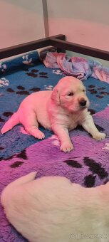 Zlatý retriever - šteniatka s PP, poslední 2 chlapci voľní - 15