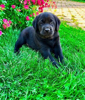 IHNED K ODBĚRU Labradorský Retriever s PP - 15