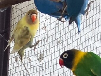 Agapornisy fischeri a škraboškové - 15