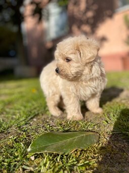Maltipoo - 15