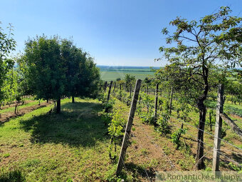 Viničný domček s altánkom, vinicou a ovocným sadom v Malýc - 15