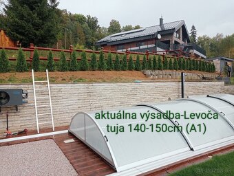 Tuja Smaragd, vavrínovec, červienka - Prešov - 15