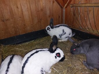 Králiky do chovu - 15