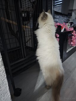 Ragdoll s britským bicolor mačiatka - 15