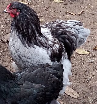 Mladé kohúty brahman - 15